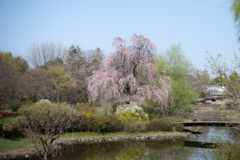 昭和記念公園【こもれびの池：枝垂れ桜】①20230329