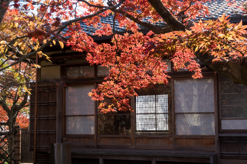 箱根美術館【苔庭の紅葉】⑦20211114