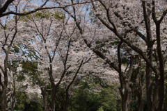 昭和記念公園【さくら橋近くの桜林の眺め】③20190406