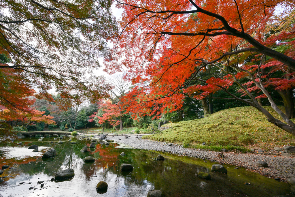 小石川後楽園【通天橋付近の紅葉】④20241202