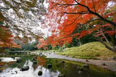 小石川後楽園【通天橋付近の紅葉】④20241202