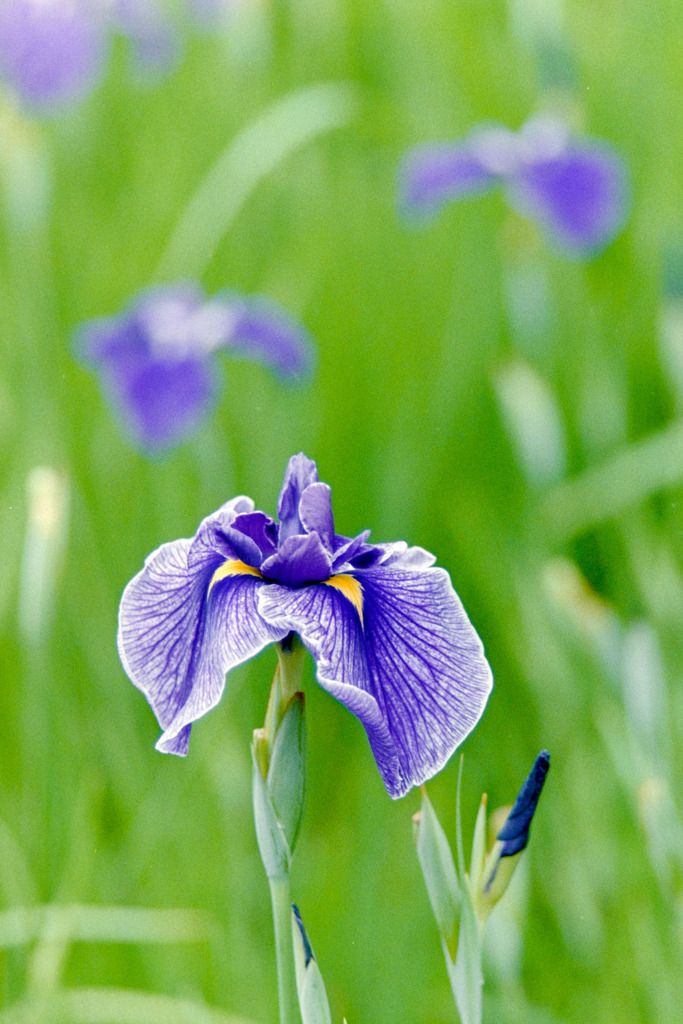 正覚寺【花菖蒲】③20190608