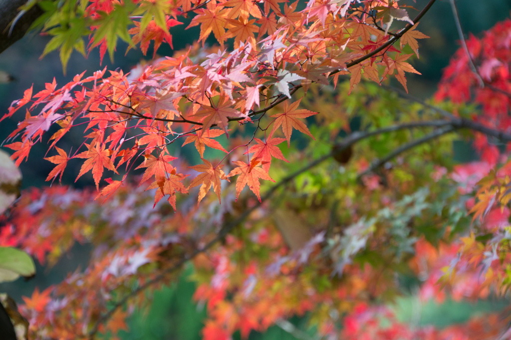 【ささぶねの道の紅葉】⑨20161120
