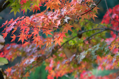【ささぶねの道の紅葉】⑨20161120