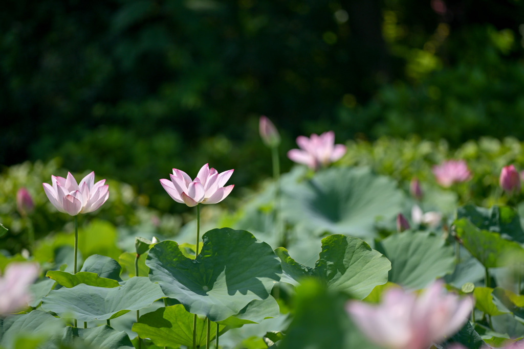 花菜ガーデン【田んぼたんぼの蓮(近景)】⑤20250713