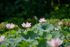花菜ガーデン【田んぼたんぼの蓮(近景)】⑤20250713