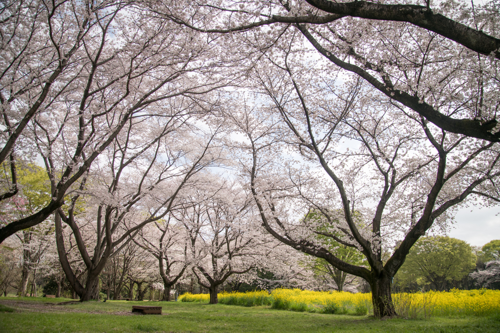 昭和記念公園【桜の園：桜林の近景】③20230329