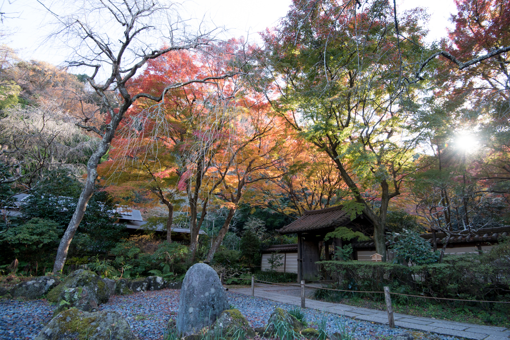 【鎌倉瑞泉寺の紅葉】②20161210