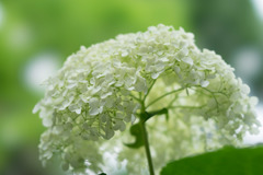 相模原北公園の紫陽花【アナベル】②20170618