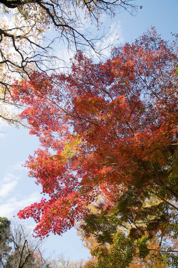 神代植物公園【深大寺門周辺の紅葉】②20221204