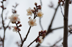 【小田原フラワーガーデン(冬至)】①20150124