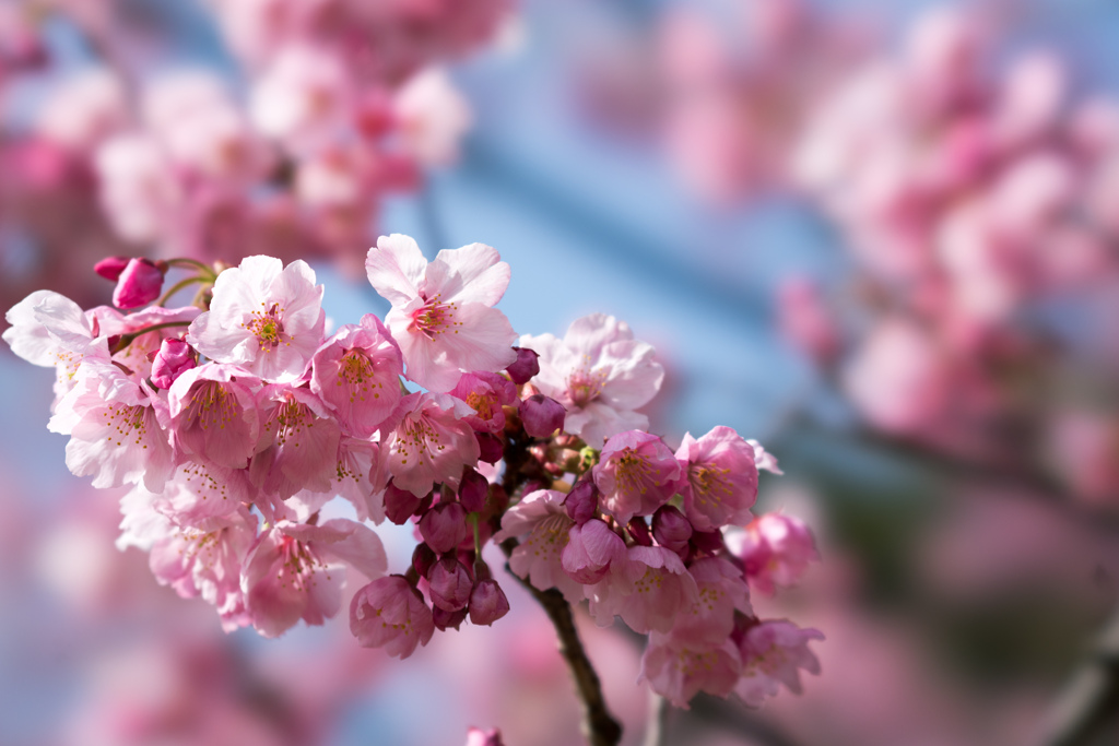 本牧山頂公園【桜：横浜緋桜】③20220325