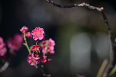 大船フラワーセンター【早咲きの梅：大盃】②20260125