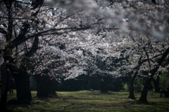 小石川植物園【桜並木の眺め】②20230322