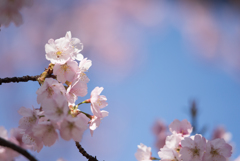 新宿御苑【大寒桜】②20170311