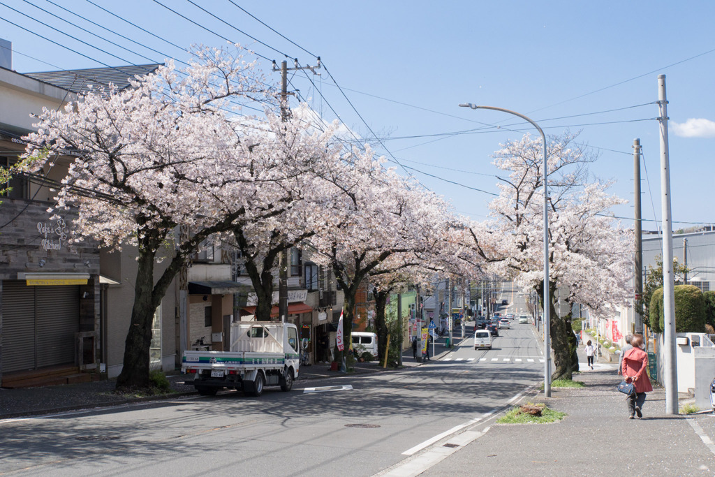近所のサクラ【桜楽坂の桜並木】①20200402