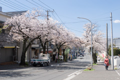近所のサクラ【桜楽坂の桜並木】①20200402