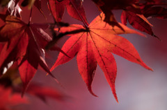 【昭和記念公園(紅葉ピックアップ)】④20151115