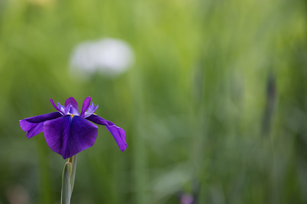 【正覚寺の花菖蒲(紫)】②20150531