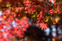 昭和記念公園【日本庭園の紅葉】⑥20171105