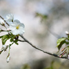 小石川植物園【大島桜】20230322