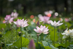 花菜ガーデン【田んぼたんぼの蓮】①20190818