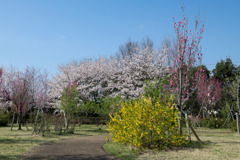 春の花菜ガーデン【春告げの小道： サクラとハナモモ】①20200403