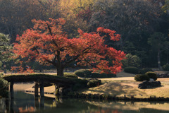 六義園【紅葉：田鶴橋】20171202