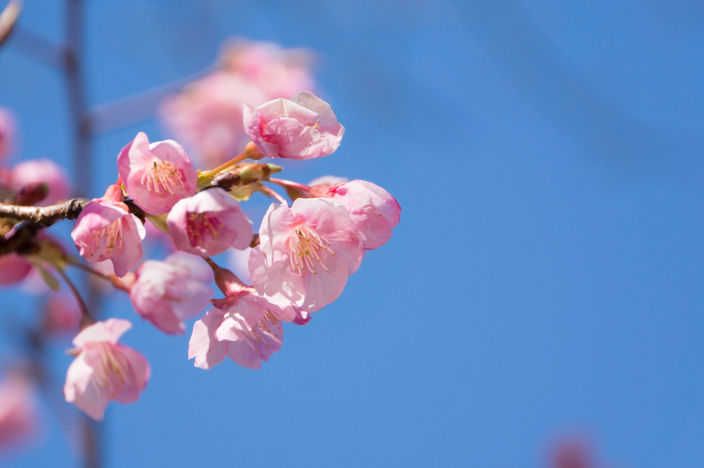 皇居東御苑【琉球寒緋桜】②20170204
