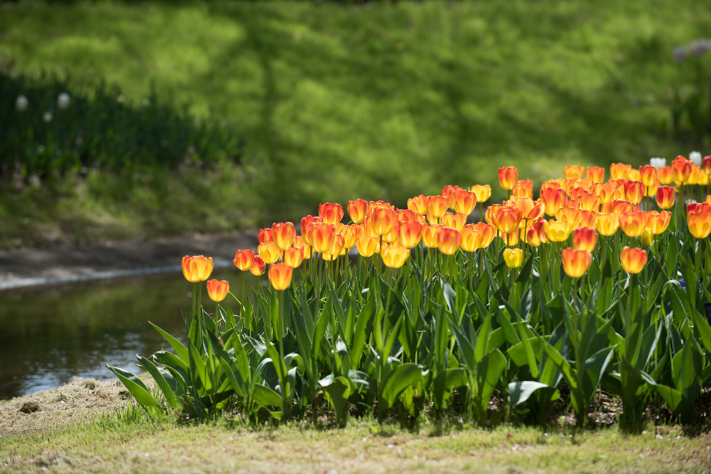 【昭和記念公園(プリンスアーミン)】②20150418