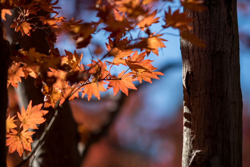 昭和記念公園【日本庭園：紅葉】⑮20191116