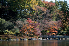 昭和記念公園【日本庭園：池周辺の紅葉】②20221108