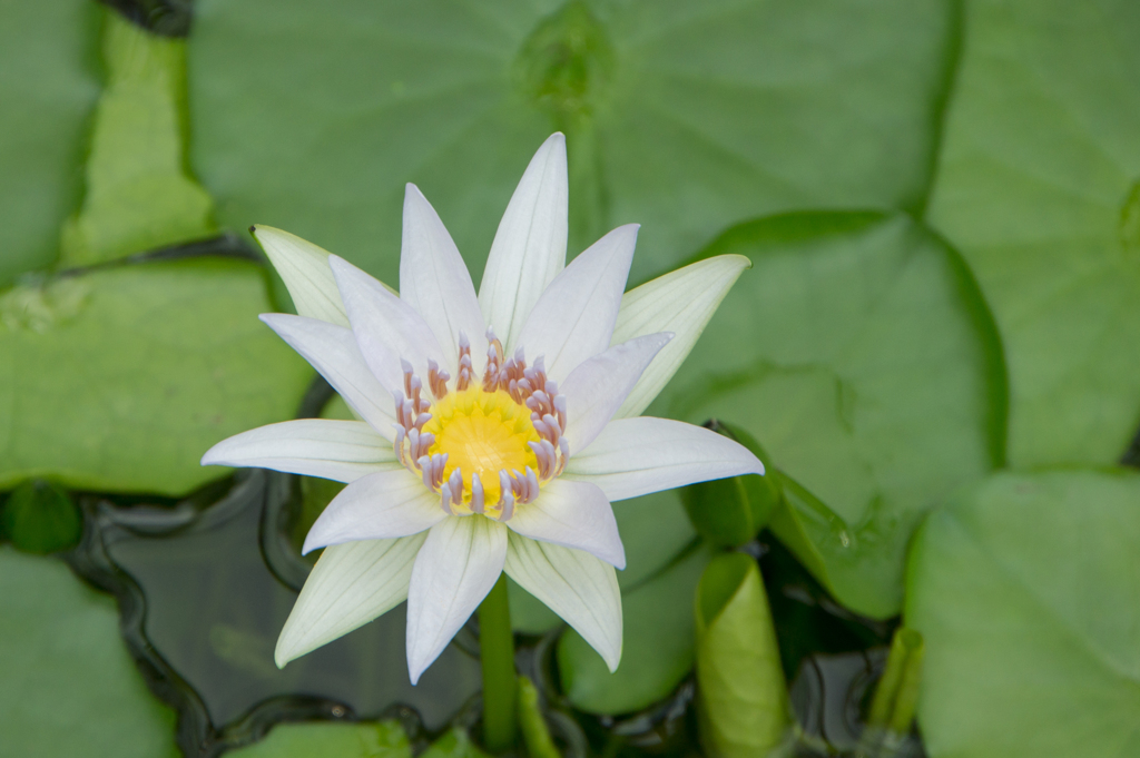 【大船植物園(熱帯睡蓮：ニンファエラ・コロラータ)】20160903