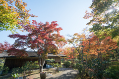 昭和記念公園【日本庭園：清池軒付近の紅葉】①20211106