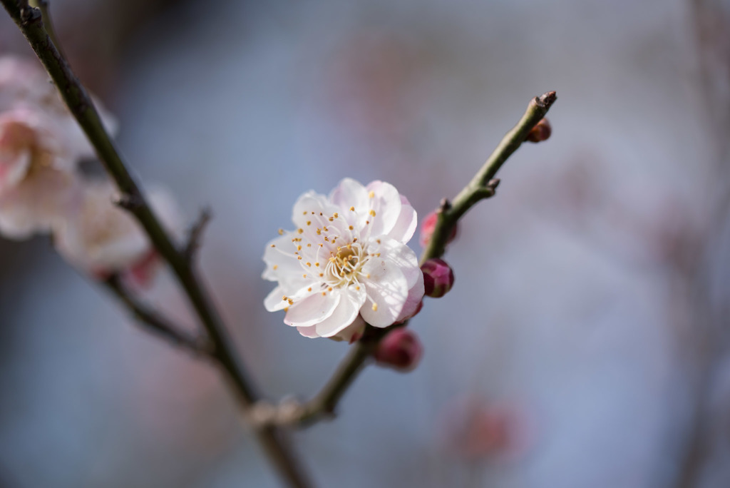 小田原FG【梅：凝馨】①20190210