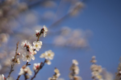 小田原FG【梅：一郎】②20190224