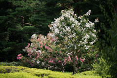 神代植物公園【サルスベリ】①20170805