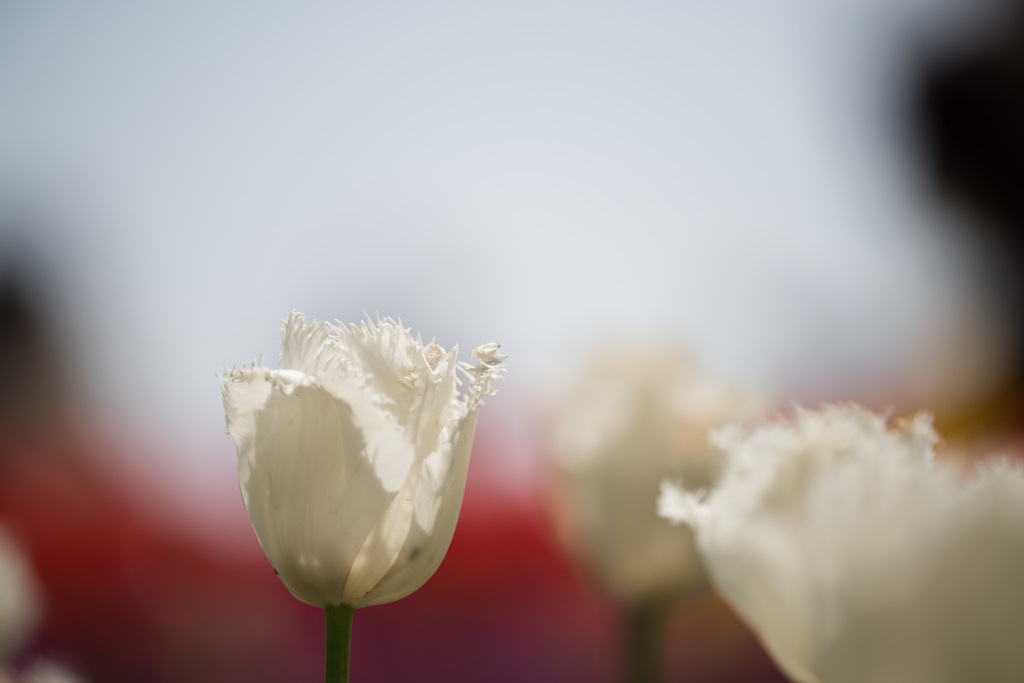 【昭和記念公園(ハネムーン)】②20150418