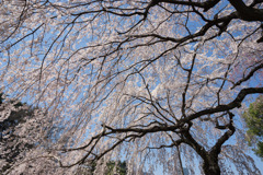 新宿御苑【桜：枝垂れ桜】③20180325