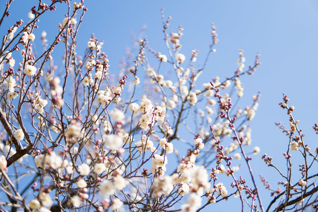 神代植物公園【梅：白難波】①20190126