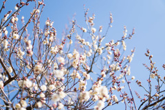 神代植物公園【梅：白難波】①20190126