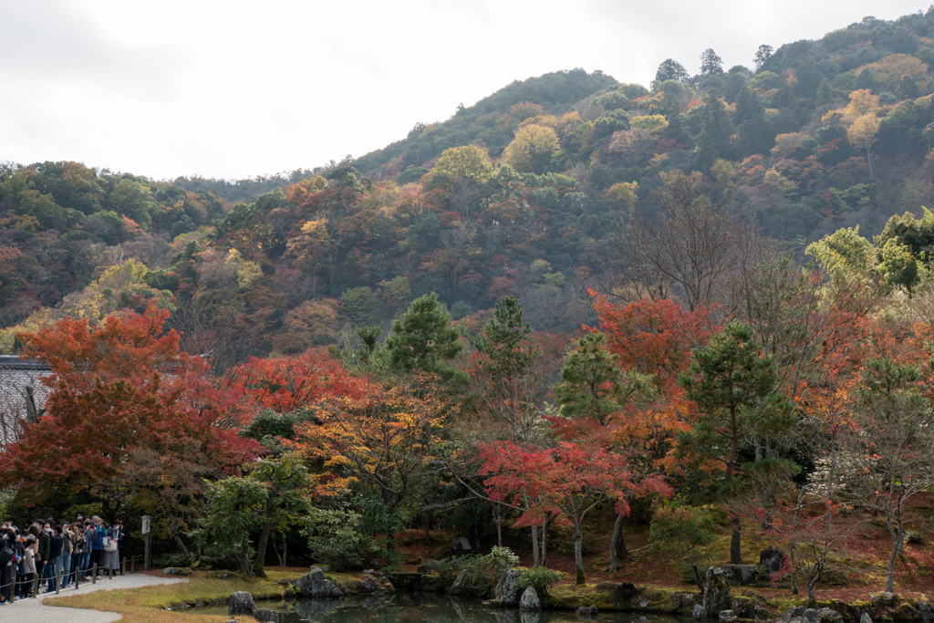 京都紅葉狩り【天龍寺：紅葉】②20201122