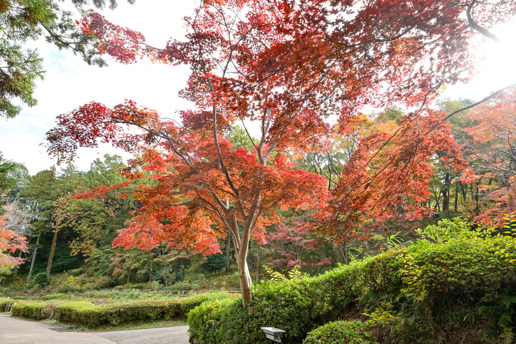 薬師池公園【薬医門への道沿いの紅葉】②20251119