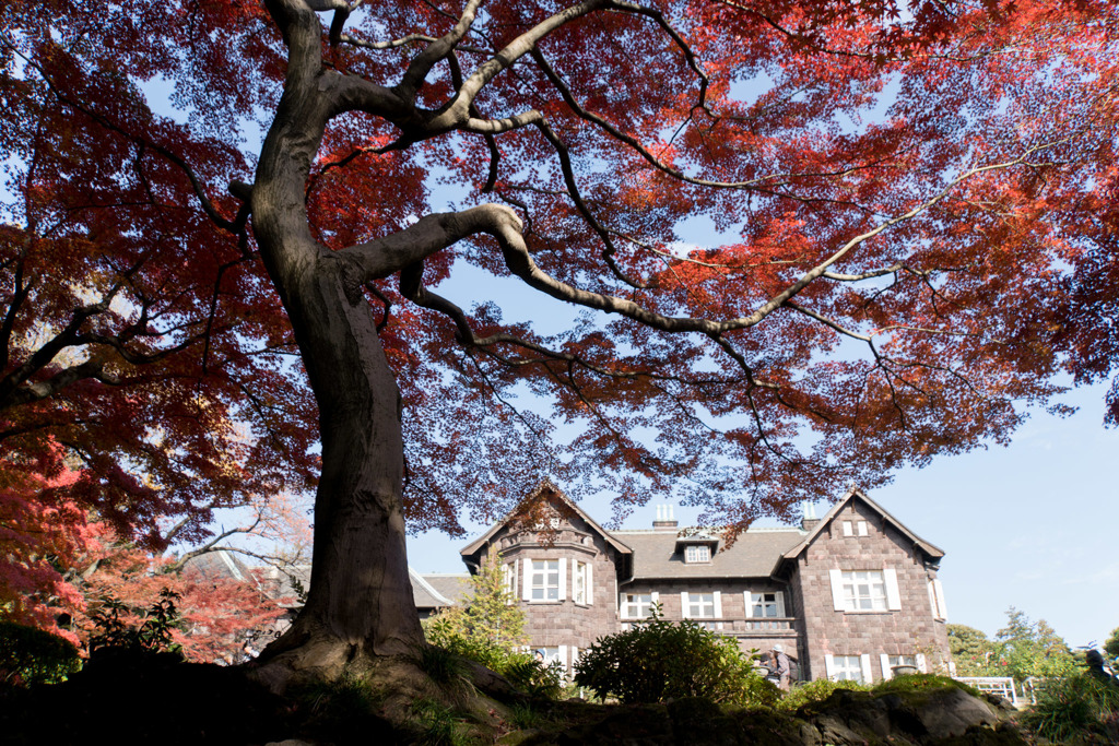 【旧古河庭園の紅葉】②20181201