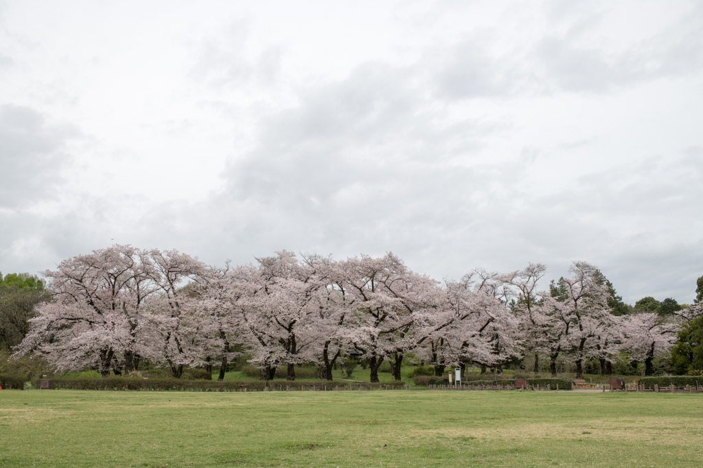神代植物公園【染井吉野の遠景】①20230327