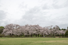 神代植物公園【染井吉野の遠景】①20230327