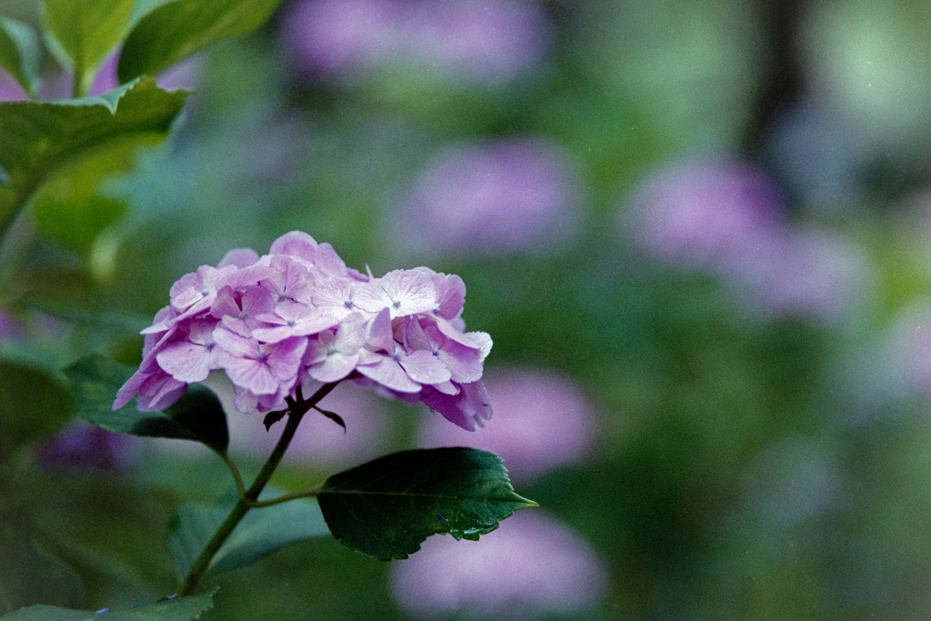 相模原北公園【紫陽花：混種】②20180617