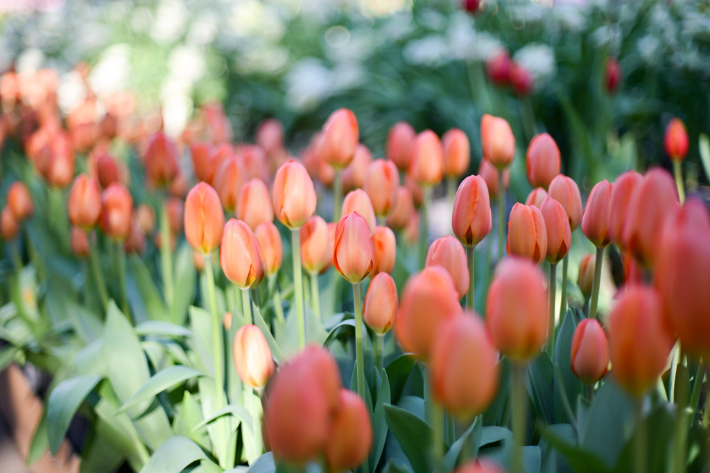 サムエル・コッキング苑【チューリップ：トリプルエー】②20260106