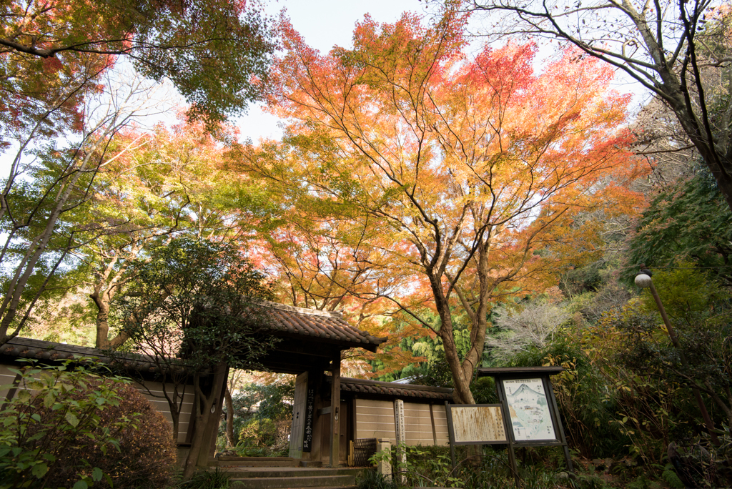 【鎌倉瑞泉寺の紅葉】①20161210