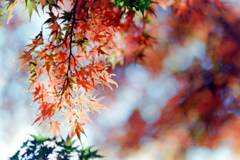 昭和記念公園【日本庭園：紅葉のアップ】⑤20211106銀塩